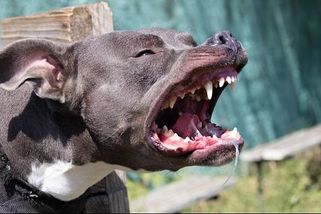 Pes na Prachaticku zabil majitele. Útokům lze zabránit, je třeba číst signály